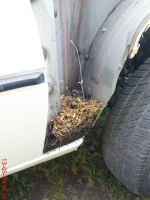 DSC00477.JPG (75.56 KiB) Przejrzano 5983 razy nasze drzewko :)