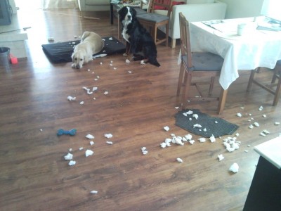 SNC00010 głodne psy s.jpg