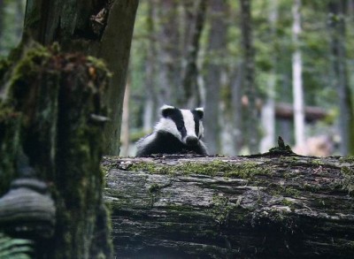 Resize of 100_8330.JPG