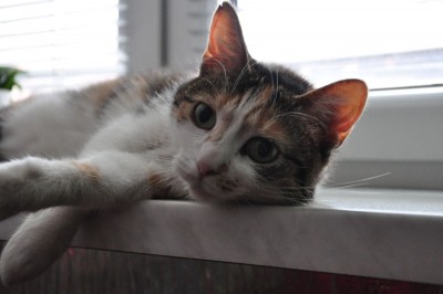 DSC_0012.JPG (180.48 KiB) Przejrzano 7521 razy DSC_0012.JPG