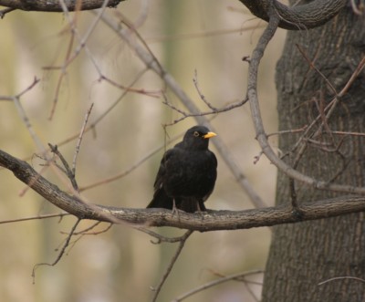 DSC00740.JPG (223.69 KiB) Przejrzano 7338 razy DSC00740.JPG