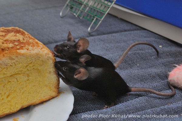 Keksik i Kleksik.jpg